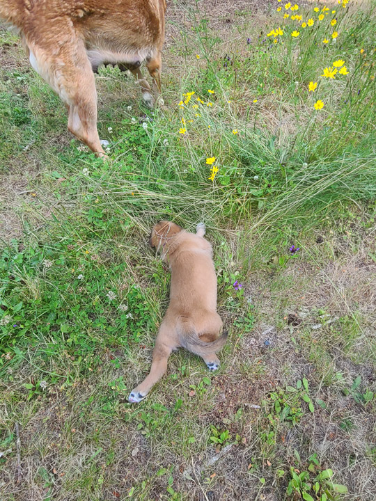 chinook dog